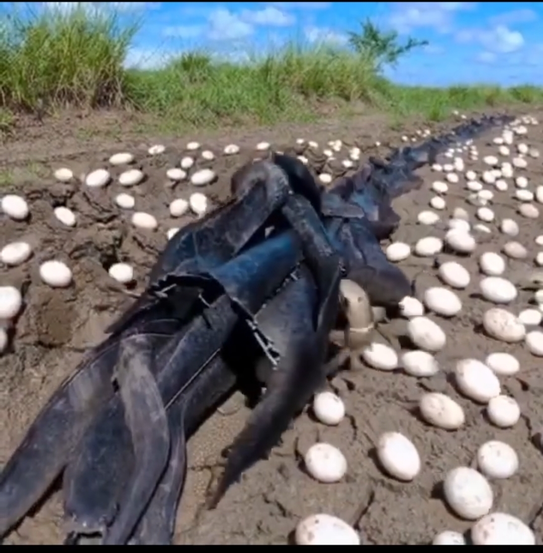 Farmer Discovers Unidentified Extraterrestrial Eggs in His Cornfield—What Hatched Will Leave You Completely Speechless!