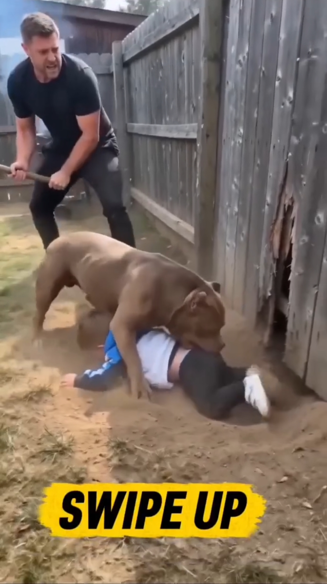 Dog’s Protective Instinct Leaves Family in Shock