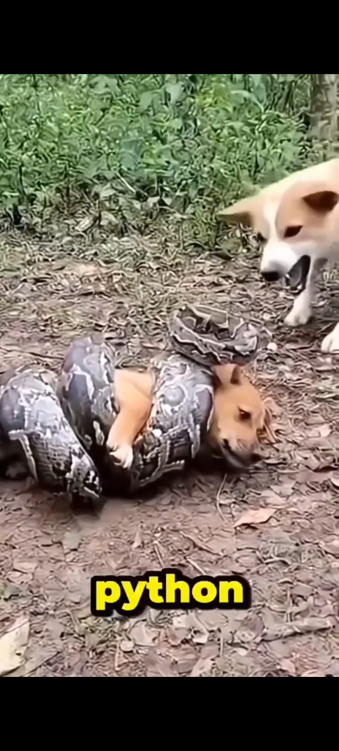 Panic as Several Dogs Confront Giant Python to Protect Their Owner….see more