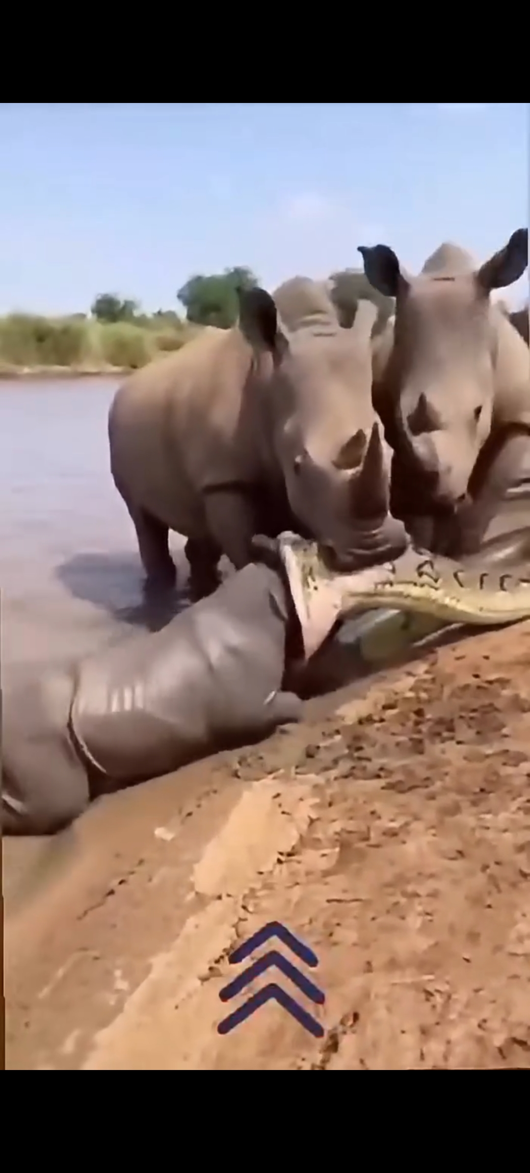 Think Anacondas Are Huge? Meet the Snake….see more