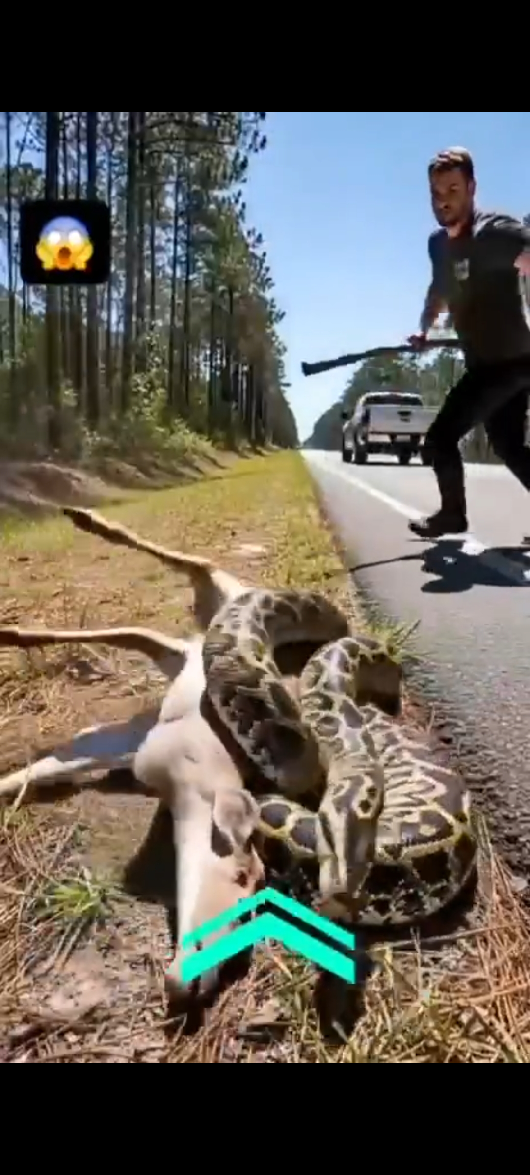 Viral Video Shows Hero Traveler Saving Baby Deer from Snake Attack….see more