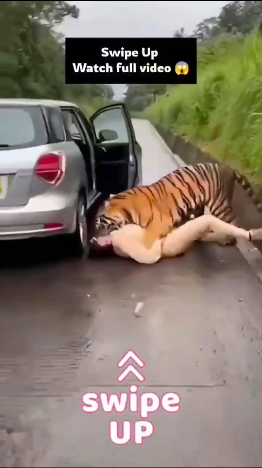 Seconds From Disaster: Tiger Approaches Girl on Forest Road