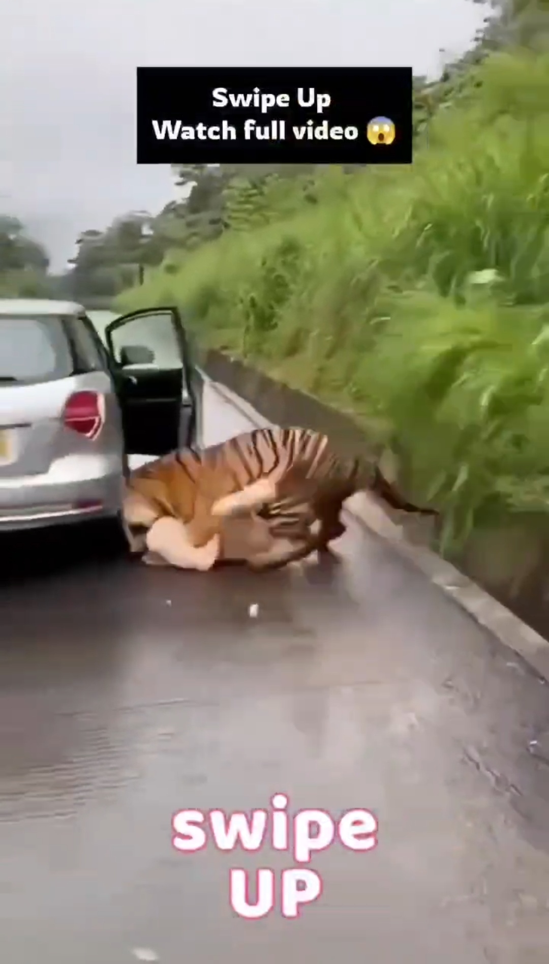 Seconds From Disaster: Tiger Approaches Girl on Forest Road..see more